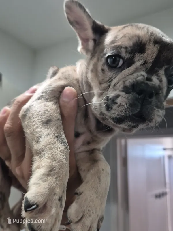 Faith – French Bulldog puppy for sale in Riverside, CA