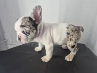 Milkshake, a male French Bulldog for sale in Riverside, CA – 3 of 8