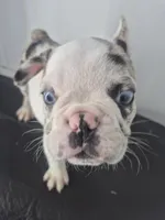 Milkshake, a male French Bulldog for sale in Riverside, CA – 7 of 8