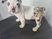 Milkshake, a male French Bulldog for sale in Riverside, CA – 5 of 8