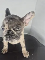 Faith, a female French Bulldog for sale in Riverside, CA – 7 of 7