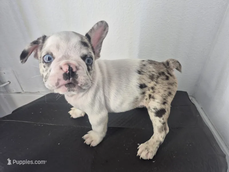 Milkshake – French Bulldog puppy for sale in Riverside, CA