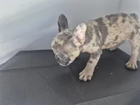 Faith, a female French Bulldog for sale in Riverside, CA – 4 of 7
