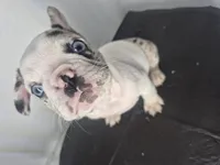 Milkshake, a male French Bulldog for sale in Riverside, CA – 2 of 8