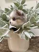 Timber, a male Pomsky for sale in Cave Creek, AZ – Photo 3 of 4