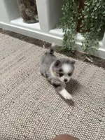 Timber, a male Pomsky for sale in Cave Creek, AZ – Photo 2 of 4