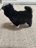 River, a female Pomsky for sale in Cave Creek, AZ – Photo 1 of 3