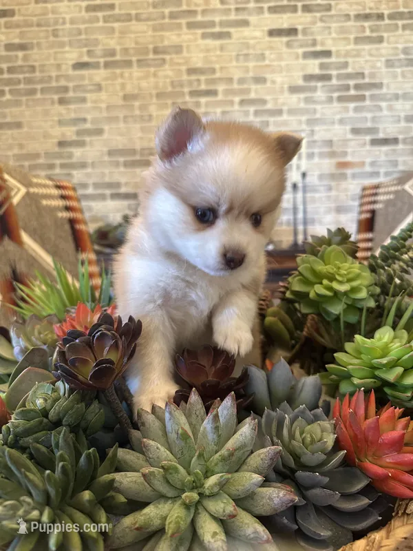 Aspen, a female Pomsky for sale in Cave Creek, AZ – Photo 1 of 3