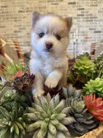 Aspen, a female Pomsky for sale in Cave Creek, AZ – Photo 2 of 3