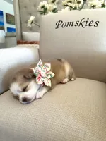 Aspen, a female Pomsky for sale in Cave Creek, AZ – Photo 3 of 3