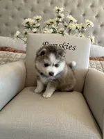 Steel, a male Pomsky for sale in Cave Creek, AZ – Photo 3 of 3