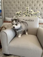 Steel, a male Pomsky for sale in Cave Creek, AZ – Photo 1 of 3