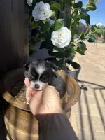 River, a female Pomsky for sale in Cave Creek, AZ – Photo 2 of 3