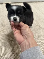 River, a female Pomsky for sale in Cave Creek, AZ – Photo 3 of 3