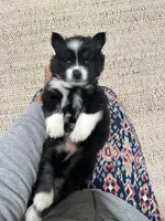 River, a female Pomsky for sale in Cave Creek, AZ – Photo 1 of 3