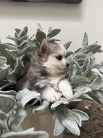 Meadow, a female Pomsky for sale in Cave Creek, AZ – Photo 1 of 3