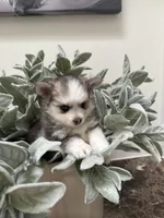 Meadow, a female Pomsky for sale in Cave Creek, AZ – Photo 2 of 3