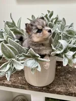 Sage, a female Pomsky for sale in Cave Creek, AZ – Photo 1 of 4