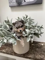 Sage, a female Pomsky for sale in Cave Creek, AZ – Photo 2 of 4