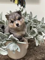 Sage, a female Pomsky for sale in Cave Creek, AZ – Photo 4 of 4