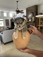 Sage, a female Pomsky for sale in Cave Creek, AZ – Photo 3 of 4