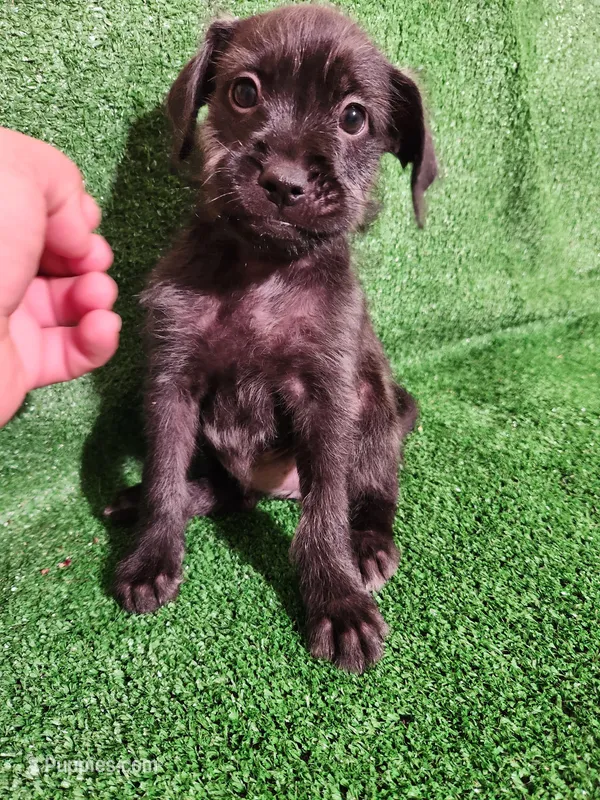 Blue – Yorkshire Terrier, Mastador puppy for sale in Lawrenceville, NJ