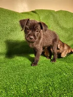 Blue, a female Yorkshire Terrier and Mastador for sale in Lawrenceville, NJ – Photo 2 of 4