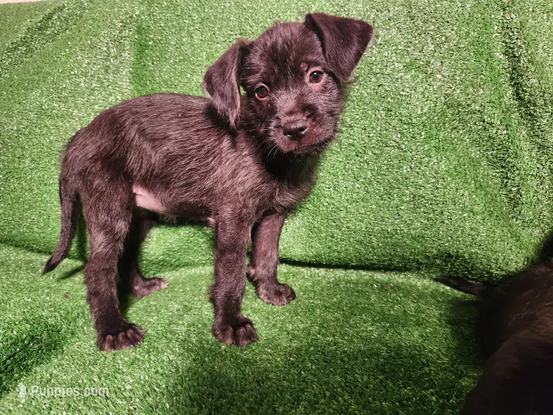 Steel Blue – Yorkshire Terrier, Mastador puppy for sale in Lawrenceville, NJ