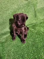 Blue, a female Yorkshire Terrier and Mastador for sale in Lawrenceville, NJ – Photo 4 of 4