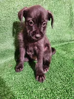 Blue, a female Yorkshire Terrier and Mastador for sale in Lawrenceville, NJ – Photo 3 of 4