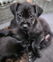 Steel Blue, a female Yorkshire Terrier and Mastador for sale in Lawrenceville, NJ – Photo 5 of 6