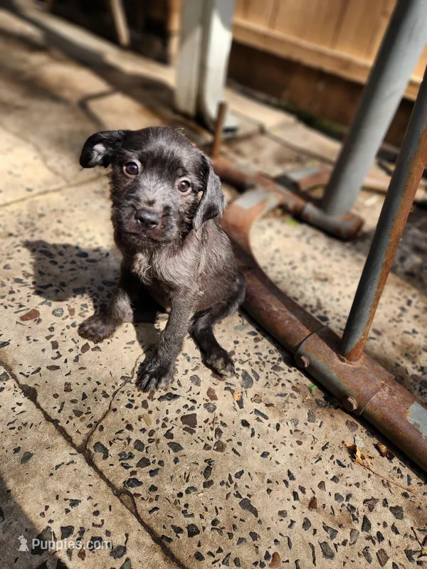 Steel Blue – Yorkshire Terrier, Mastador puppy for sale in Lawrenceville, NJ