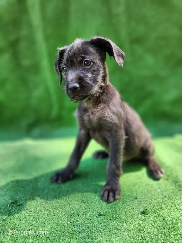Steel Blue – Yorkshire Terrier, Mastador puppy for sale in Lawrenceville, NJ