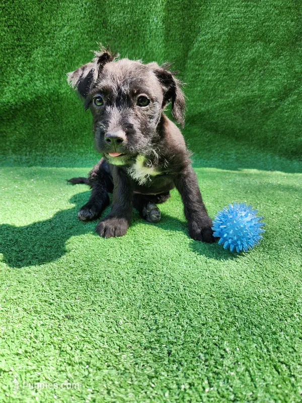 Slippers Is Tuxedo – Yorkshire Terrier, Mastador puppy for sale in Lawrenceville, NJ