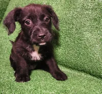 Tuxedo slippers. , a female Yorkshire Terrier and Mastador for sale in Lawrenceville, NJ – Photo 3 of 4