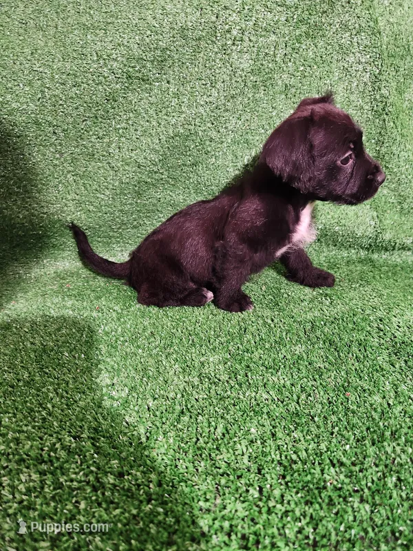 Tuxedo slippers.  – Yorkshire Terrier, Mastador puppy for sale in Lawrenceville, NJ