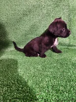 Tuxedo slippers. , a female Yorkshire Terrier and Mastador for sale in Lawrenceville, NJ – Photo 1 of 4