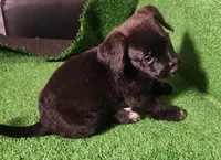 Tuxedo slippers. , a female Yorkshire Terrier and Mastador for sale in Lawrenceville, NJ – Photo 4 of 4