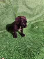 Tuxedo slippers. , a female Yorkshire Terrier and Mastador for sale in Lawrenceville, NJ – Photo 2 of 4