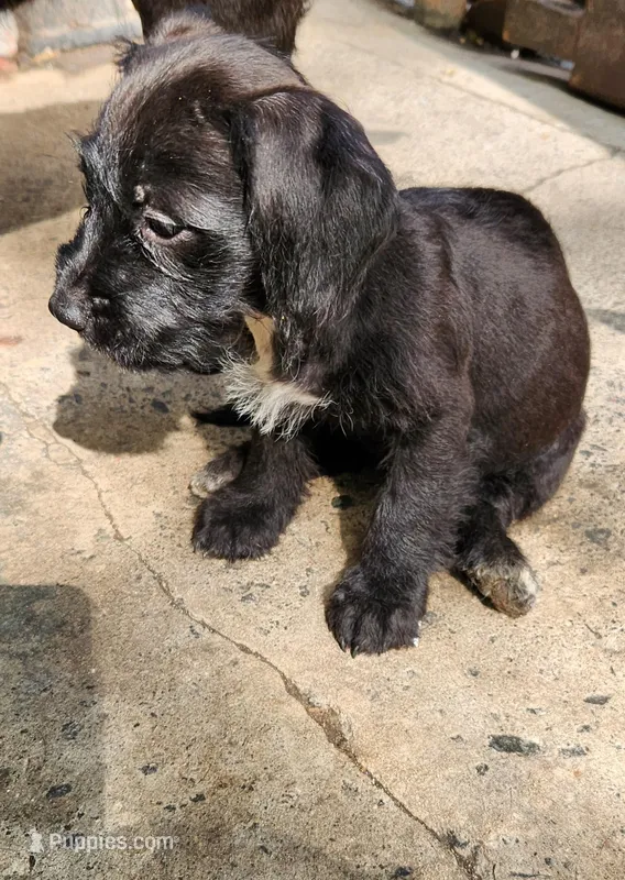 Slippers Is Tuxedo – Yorkshire Terrier, Mastador puppy for sale in Lawrenceville, NJ