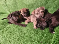 Golden Brindle , a female Yorkshire Terrier and Mastador for sale in Lawrenceville, NJ – Photo 4 of 6