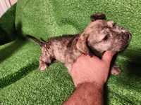 Golden Brindle , a female Yorkshire Terrier and Mastador for sale in Lawrenceville, NJ – Photo 2 of 6