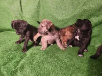Golden Brindle , a female Yorkshire Terrier and Mastador for sale in Lawrenceville, NJ – Photo 5 of 6