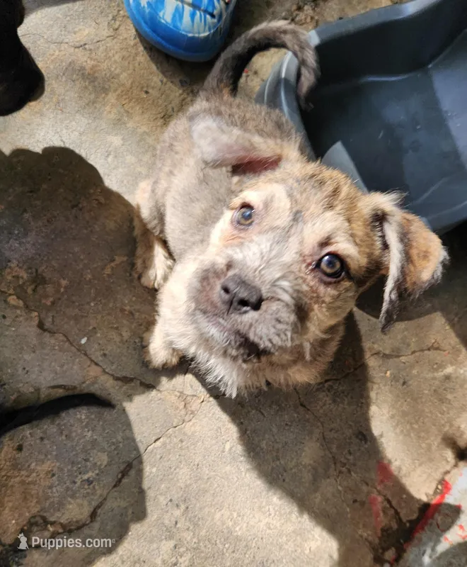 Golden Brindle  – Yorkshire Terrier, Mastador puppy for sale in Lawrenceville, NJ