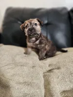 Golden Brindle , a female Yorkshire Terrier and Mastador for sale in Lawrenceville, NJ – Photo 6 of 6