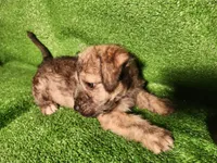Golden Brindle , a female Yorkshire Terrier and Mastador for sale in Lawrenceville, NJ – Photo 3 of 6