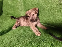 Golden Brindle , a female Yorkshire Terrier and Mastador for sale in Lawrenceville, NJ – Photo 1 of 6