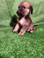 Merel Browns, a female Yorkshire Terrier and Mastador for sale in Lawrenceville, NJ – Photo 4 of 6