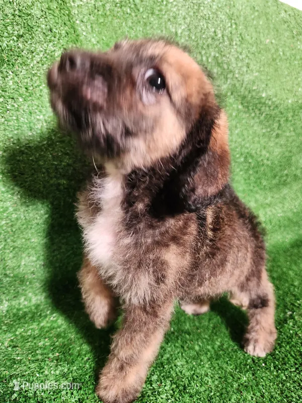 Sable Girl – Yorkshire Terrier, Mastador puppy for sale in Lawrenceville, NJ