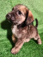 Merel Browns, a female Yorkshire Terrier and Mastador for sale in Lawrenceville, NJ – Photo 5 of 6